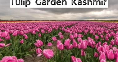kashmir tulip festival 2024