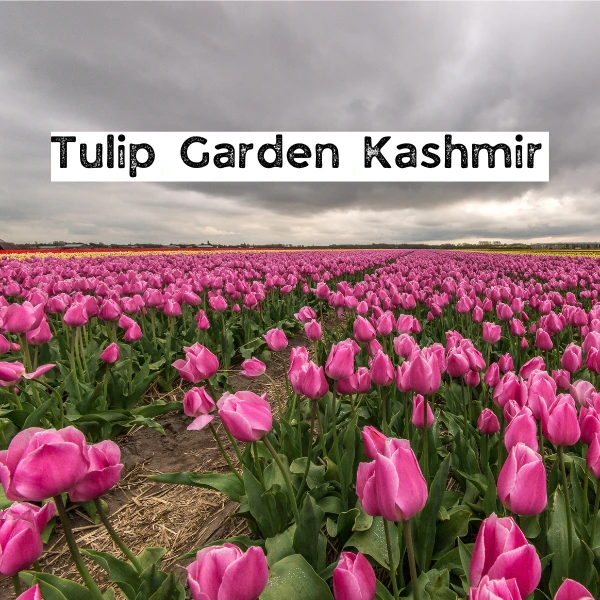 kashmir tulip festival 2024